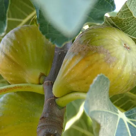 Colle Veroni Mosciano SantʼAngelo