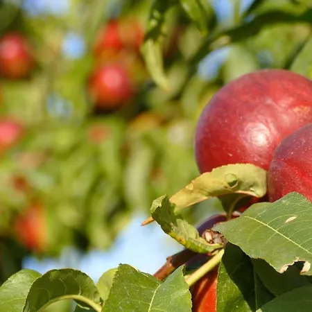 Colle Veroni アパートホテル 4*