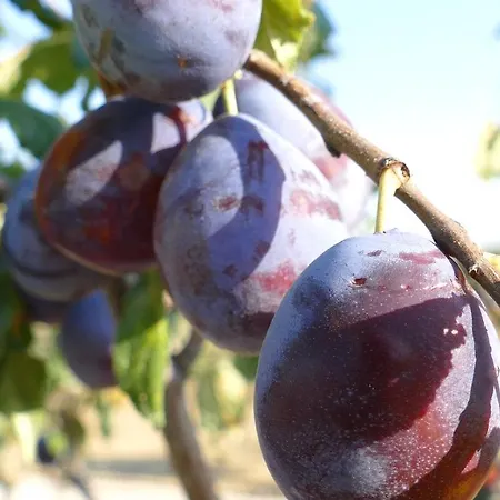 Colle Veroni 4* Mosciano SantʼAngelo