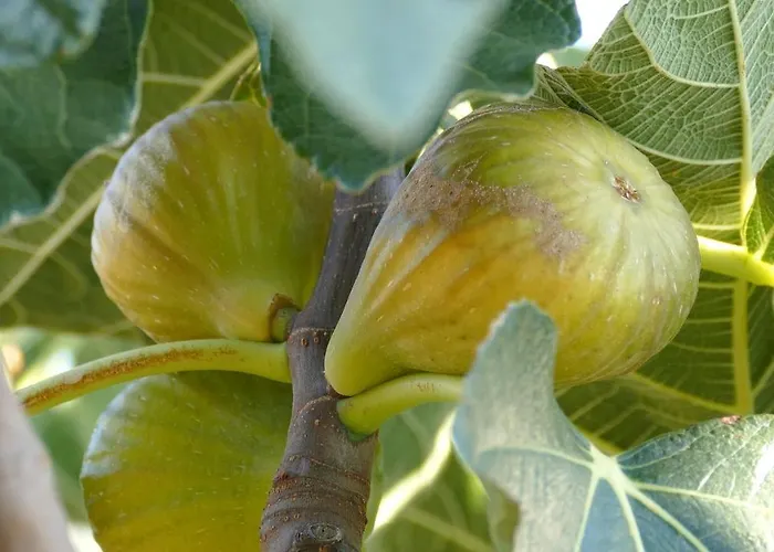 Colle Veroni Mosciano SantʼAngelo